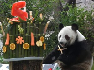 Панда в зоопарке фото